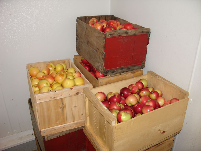 Mainely Apples Cider Making