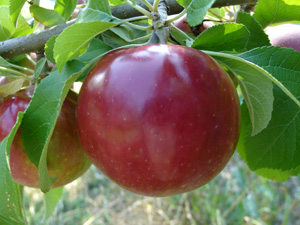 Jonamac apple