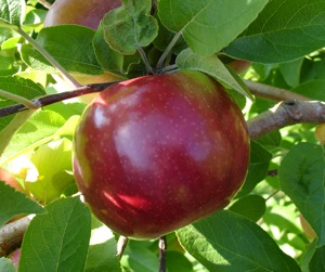 McIntosh apple