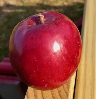 Rubymac apple