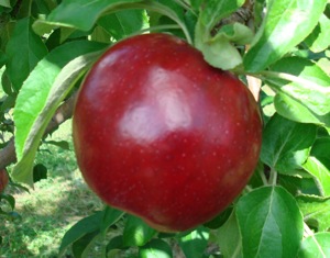 williams pride apple