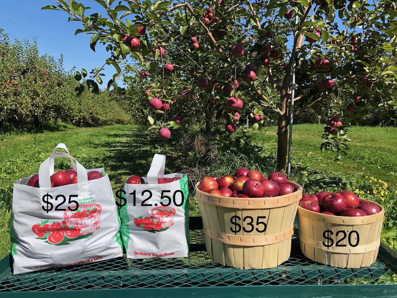 apples in various containers