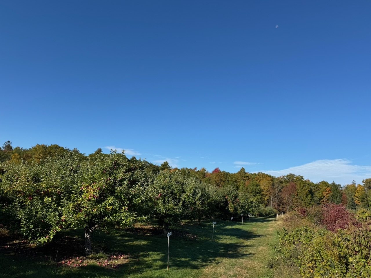 the orchard with blue sky
