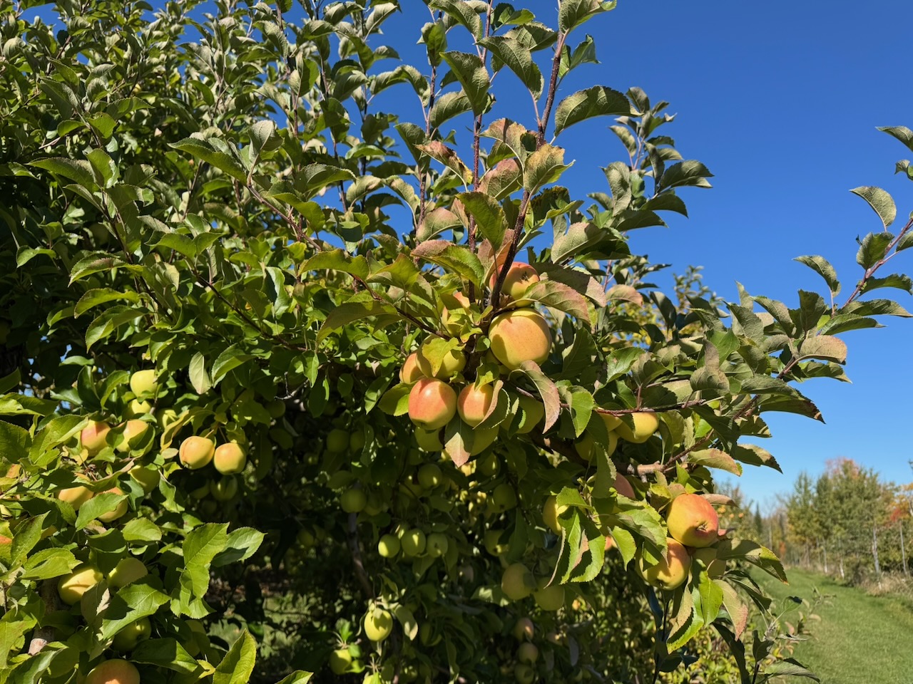 apples on tree