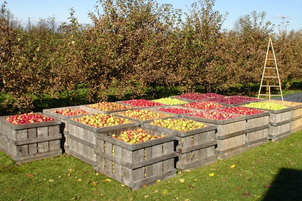 Maine-ly Apples: Contact Us Maine-ly Apples: Contact Us