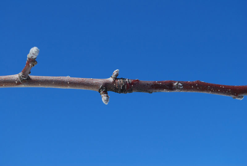 apple branch with buds