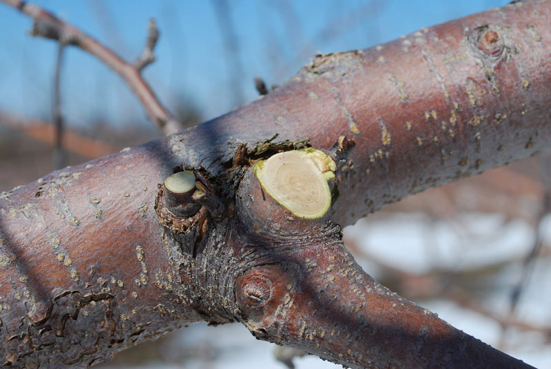 properly cut branch