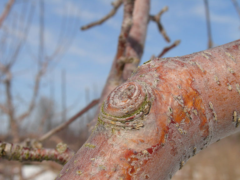 healed pruned branch