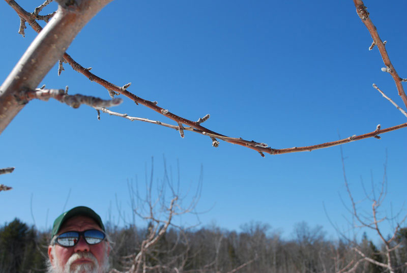 crossed apple branches