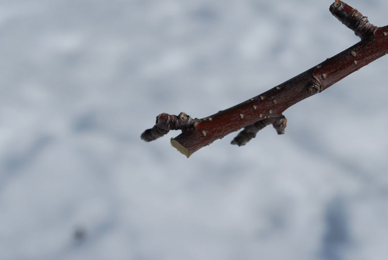 pruned apple branch