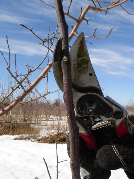 bias cut branch