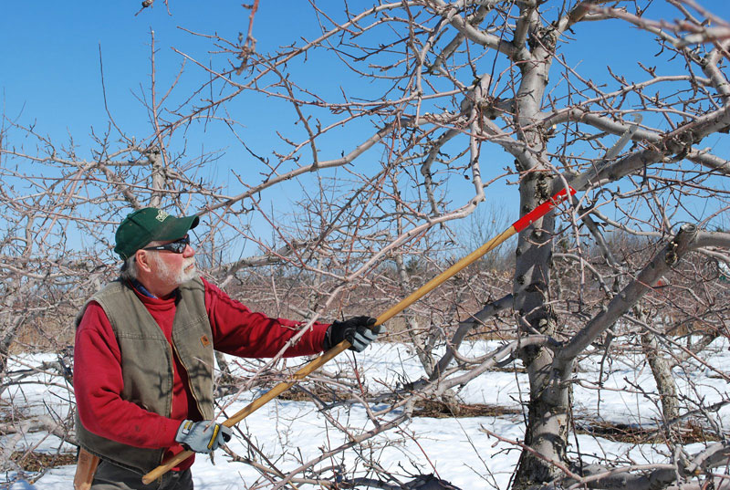 man using pole saw