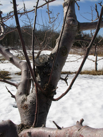 suckers on apple tree