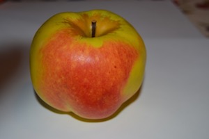 calville blanc apple