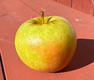 gray pearmain apple
