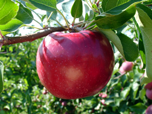 Paulared apple