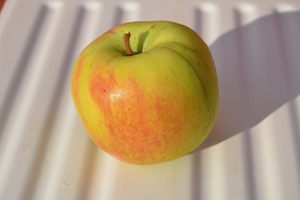 Roxbury Russet apple