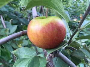 Smokehouse apple